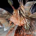 lionfish_common_man_h_0006_egy0848.jpg